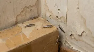 Pesciolini d’argento su una scatola di cartone in un angolo di casa con muro rovinato e segni di umidità