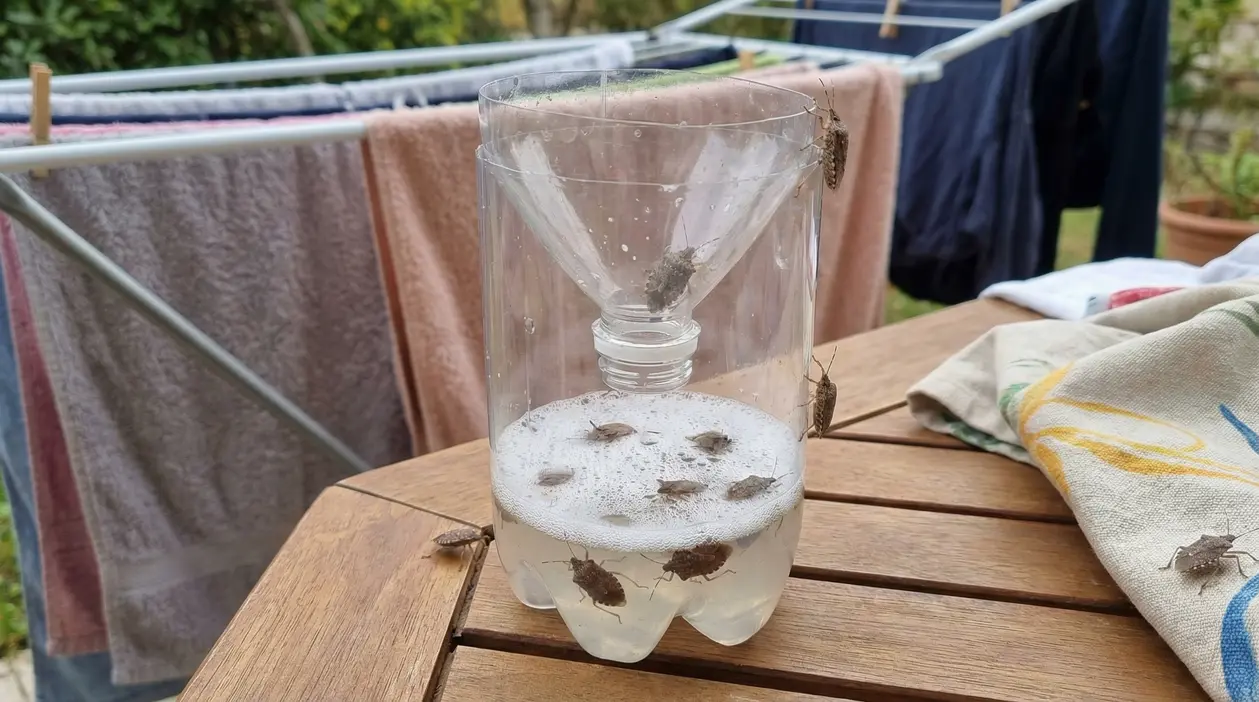 Trappola fai da te per cimici con due bottiglie di plastica e liquido, vicino a stendibiancheria con bucato